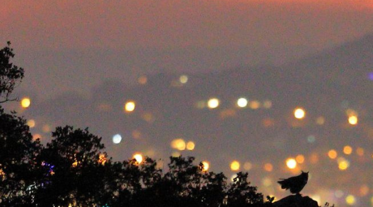 Appel à témoin : cas de dérangement par la pollution lumineuse sur les rapaces nocturnes
